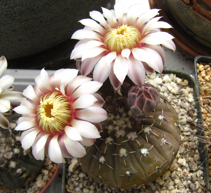 Gymnocalycium quehlianum